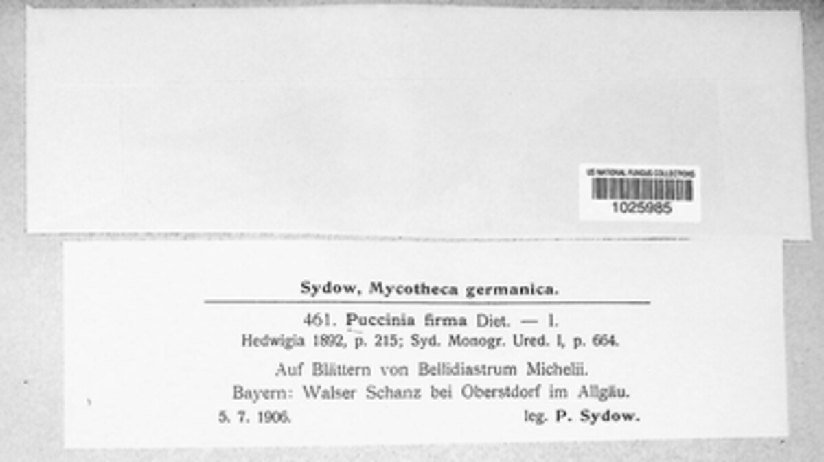Puccinia firma image